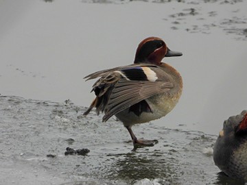 Zima w Spalskim Parku Krajobrazowym, <p>cyraneczka</p>